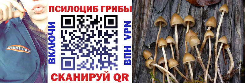 Купить  Таганрог  Галлюциногенные грибы Cubensis 